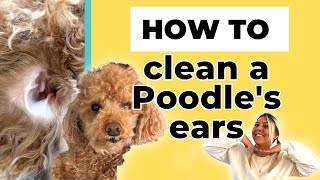 3 Easy Steps to Clean Poodles Ears [upl. by Arerrac]