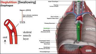 The Esophagus EXPLAINED [upl. by Concoff]