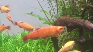 Golden White Cloud Mountain Minnows Tanichthys albonubes [upl. by Onavlis]