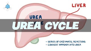 UREA CYCLE Simplified  Biochemistry [upl. by Pricilla]