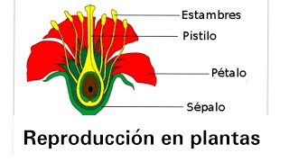 Reproducción en plantas  Ciencias Naturales [upl. by Heda]