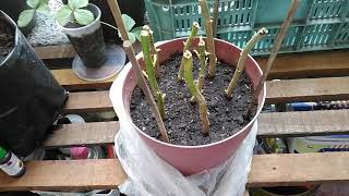 Poinsettia propagation using branch cuttings [upl. by Cherian]