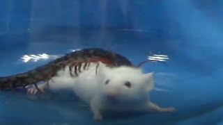 Watch Centipede Rapidly attack Kunming mouse [upl. by Holleran255]