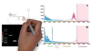 Repeat Expansion Diagnostic Techniques Part 2  Repeat Primed PCR [upl. by Ahsemed]