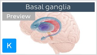 Basal ganglia Pathways and functions preview  Human Neuroanatomy  Kenhub [upl. by Leiuqese642]