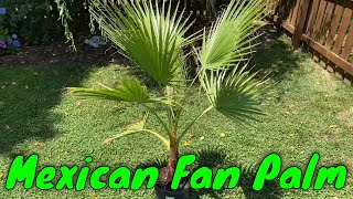 Mexican Fan Palm Washingtonia robusta [upl. by Lairbag]