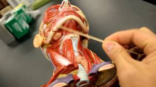 MUSCULAR SYSTEM ANATOMYMuscles of the neck model description [upl. by Anilocin]