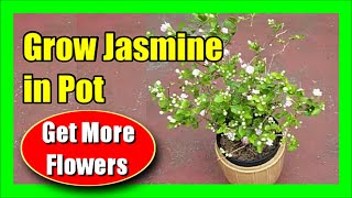 How To Grow Jasmine Plant How To Care For Jasmine Plants In Pots [upl. by Kcirtapnaes387]