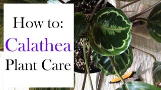 How to Calathea Plant Care [upl. by Gonick]