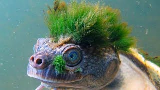 STRANGEST Animals That Are Hard To Believe Are REAL [upl. by Niamreg]