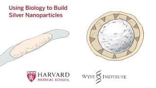 Using Biology to Build Silver Nanoparticles [upl. by Aikehs328]