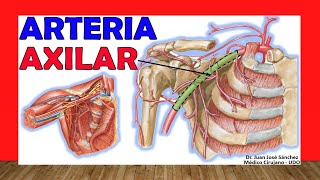 🥇 Anatomía de la ARTERIA AXILAR Ramas Relaciones [upl. by Marilou]