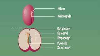 Embryo of Dicot Seeds  MeitY OLabs [upl. by Cho258]