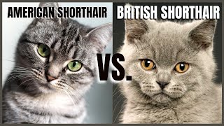 American Shorthair VS British Shorthair [upl. by Nobell775]