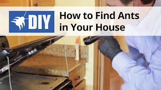 How to Find Ants in Your House  Ant Inspection  DoMyOwncom [upl. by Naus340]