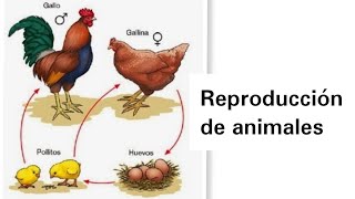 Reproducción de Animales  Ciencias Naturales [upl. by Gefell575]