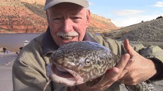 Burbot Fishing at Flaming Gorge [upl. by Amble235]