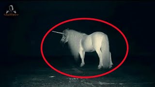 5 Unicornios Reales Captados En Video y Vistos En La Vida Real [upl. by Inkster]