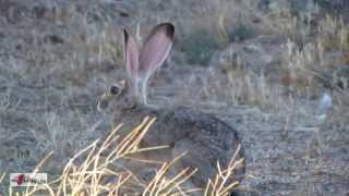 Black Tailed Jack Rabbit  Arizona Desert Hare [upl. by Janetta270]