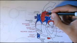 Cardiovascular System Anatomy [upl. by Saxen]