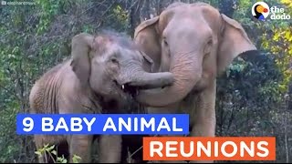 9 Animals Reunited With Their Babies Animal Reunion Compilation  The Dodo Best Of [upl. by Koval]