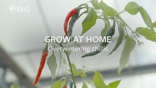 Overwintering chillis  Grow at Home  RHS [upl. by Nnyledam311]