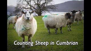 Counting Sheep in Cumbrian [upl. by Alamaj]