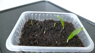 Growing Trachycarpus Fortunei From Seed [upl. by Yrrag]