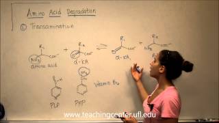 Amino Acid Degradation  Transamination [upl. by Hteazile]