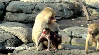 Baby Hamadryas Baboon  Prospect Park Zoo [upl. by Alfreda440]