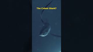 Thresher Shark [upl. by Nnyled]