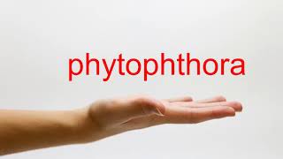 How to Pronounce phytophthora  American English [upl. by Einnob270]