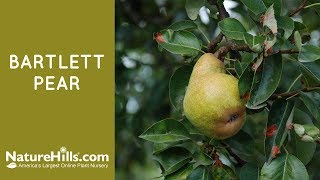 Bartlett Pear  Naturehillscom [upl. by Carleen]