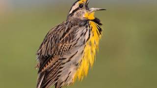 SONIDO CANTO DE AVES SONIDO CANTO DE PAJAROS PAJARITOS BIRDS SONG BIRDS MUSIC BIRDS SOUND [upl. by Arreis]