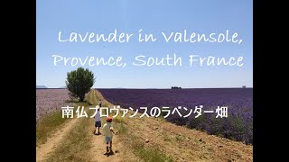 Lavender in Valensole Provence South France フランス・プロヴァンスのラベンダー畑【end of June・６月末】 [upl. by Heyde255]