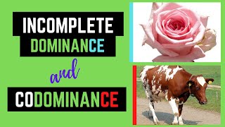 Incomplete Dominance and Codominance Non Mendelian Genetics [upl. by Mlawsky]