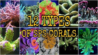 12 TYPES of Small Polyp Stony SPS Coral [upl. by Bil]