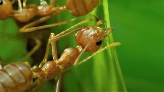 5 Reasons Ants Are Amazing  BBC Earth [upl. by Baptiste327]