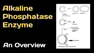 Alkaline Phosphatase Enzyme An Overview [upl. by Nasas733]