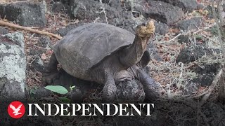 Tortoise thought to be extinct found on Galapagos Islands [upl. by Arabella]