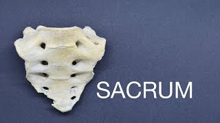 SACRUM [upl. by Tews927]