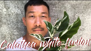 Calathea white fusion plant care and propagation [upl. by Valerie]