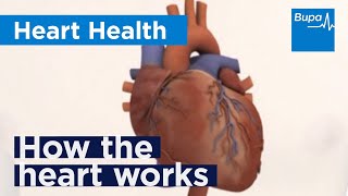 Pacemaker Cells of the Heart  Cardiology [upl. by Ahtabbat40]