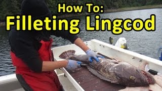 HOW TO FILLET LINGCOD  FISHING TIPS [upl. by Attenaej]