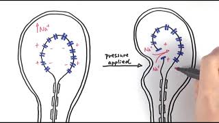 A2 Biology  Pacinian corpuscle OCR A Chapter 133 [upl. by Yerffoej300]