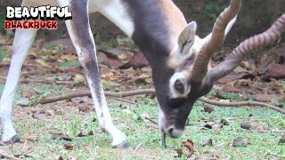 Stunning Blackbuck [upl. by Nobell]