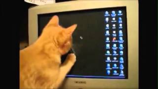 Leuke kattenfilmpjes Funny Cats [upl. by Sowell923]