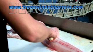 How to Fillet a Ling Cod [upl. by Poore576]