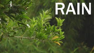 4K Nature Rain Free Stock Footage  No Copyright RoyaltyFree [upl. by Semela190]