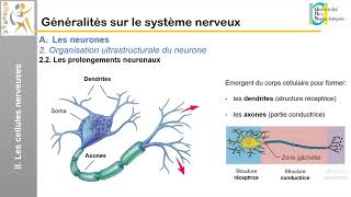 I Généralités sur le système nerveux Les cellules nerveuses 1 [upl. by Naujled]